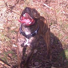 Amerikansk staffordshire terrier fifty