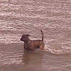 Amerikansk staffordshire terrier fifty