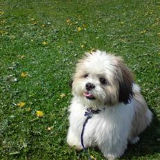 Lhasa apso balou