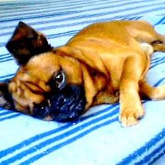 Griffon petit brabancon Gizmo