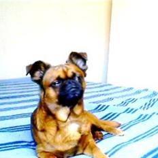 Griffon petit brabancon Gizmo