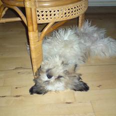 Lhasa apso balou
