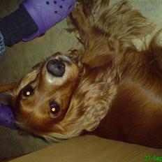 Cocker spaniel Tayson