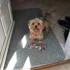 Yorkshire terrier  » Chilli «