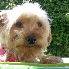 Yorkshire terrier  » Chilli «