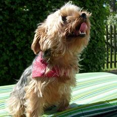 Yorkshire terrier  » Chilli «
