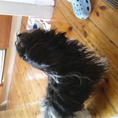 Bichon havanais Luna