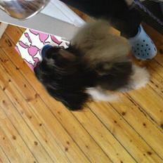 Bichon havanais Luna