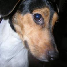 Dansk svensk gaardhund Speedy 