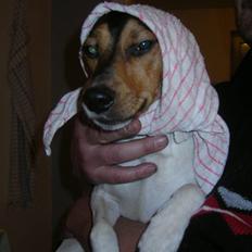 Dansk svensk gaardhund Speedy 