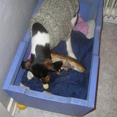 Dansk svensk gaardhund Speedy 