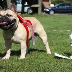 Fransk bulldog Boris