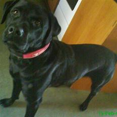 Labrador retriever Anne (R.I.P)