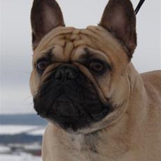Fransk bulldog Boris