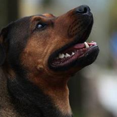 Blanding af racer Quila