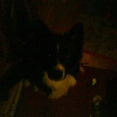 Blanding af racer Buster