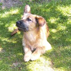 Blanding af racer stella (solgt)