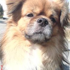 Tibetansk spaniel zorba<3=)