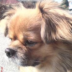 Tibetansk spaniel zorba<3=)