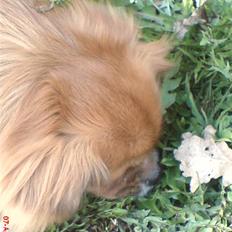 Tibetansk spaniel zorba<3=)