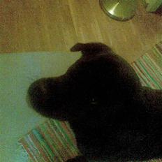 Labrador retriever polka<3