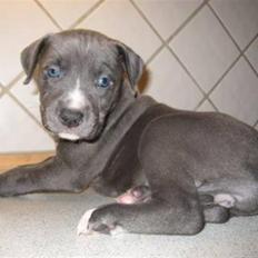 Amerikansk staffordshire terrier vega RIP 