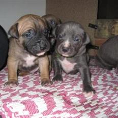 Amerikansk staffordshire terrier vega RIP 