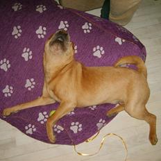 Shar pei Quattro - R.I.P.