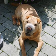 Shar pei Quattro - R.I.P.