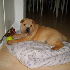 Shar pei Quattro - R.I.P.