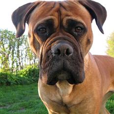 Bullmastiff Olga