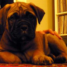 Bullmastiff Olga