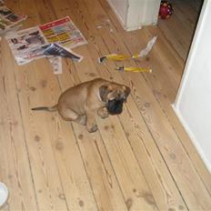 Bullmastiff Olga