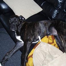 Blanding af racer General Simba *R.I.P*