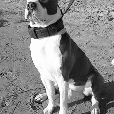 Amerikansk staffordshire terrier macho