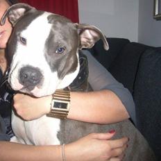 Amerikansk staffordshire terrier macho