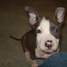 Amerikansk staffordshire terrier macho