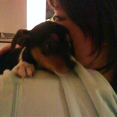 Dansk svensk gaardhund Sille