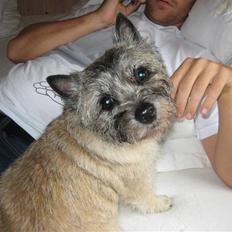 Cairn terrier Sofie
