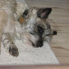 Cairn terrier Sofie