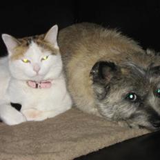 Cairn terrier Sofie