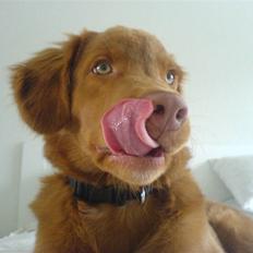 Nova scotia duck tolling retriever sofus