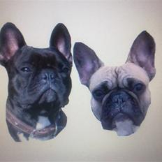 Fransk bulldog Chanel og Monse