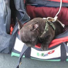 Fransk bulldog Chanel og Monse