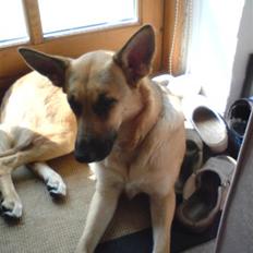 Blanding af racer Sif