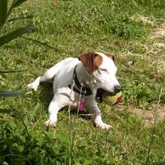 Jack russell terrier bella