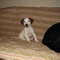 Jack russell terrier bella