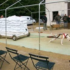 Amerikansk bulldog American Angel