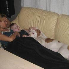 Amerikansk bulldog American Angel