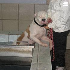 Amerikansk bulldog American Angel